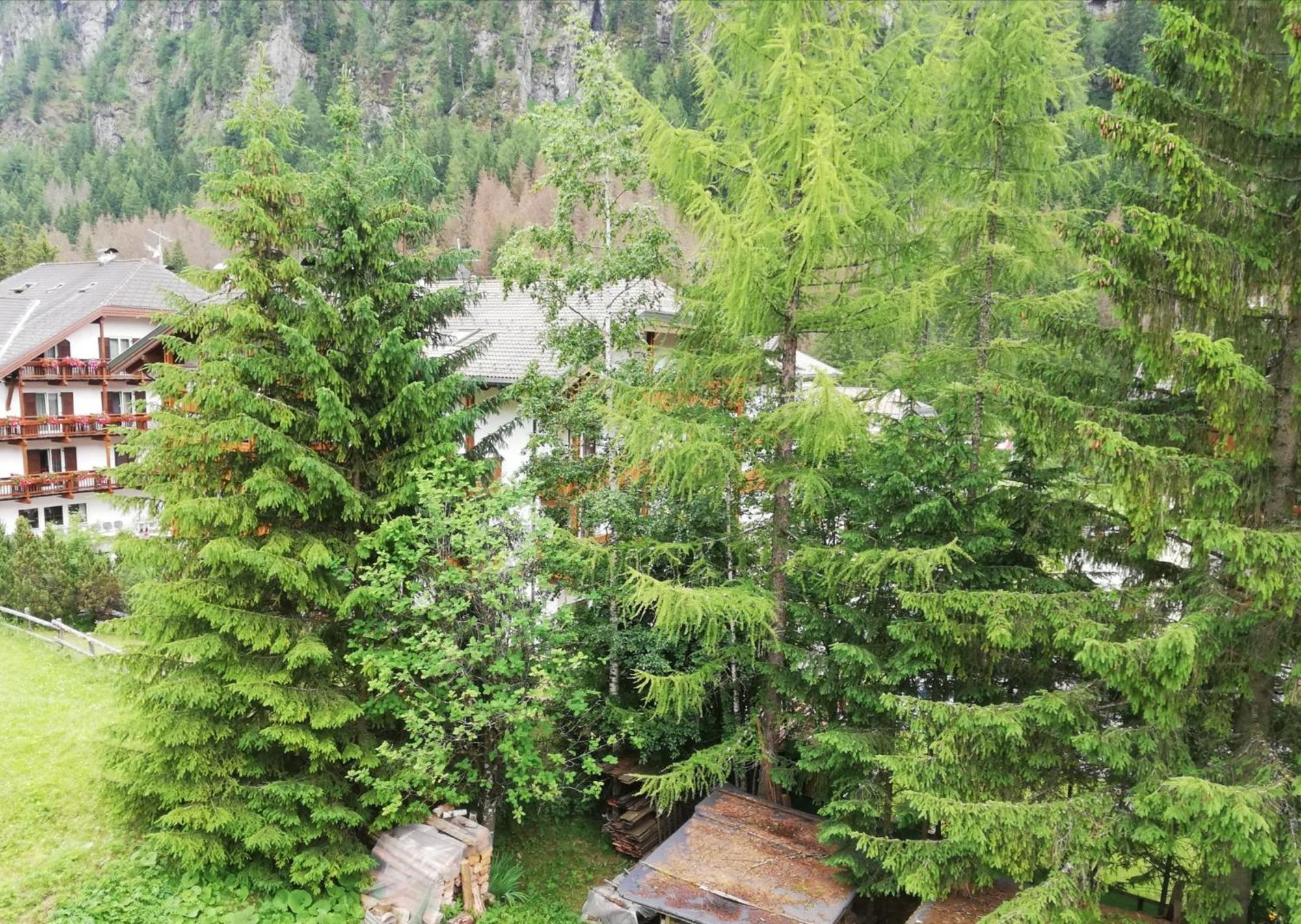 Cesa Pier Sellaronda Dolomiti Appartement Campitello di Fassa Buitenkant foto